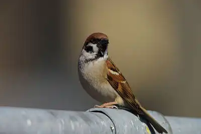 BORG89EDで撮影した写した野鳥・スズメの写真画像