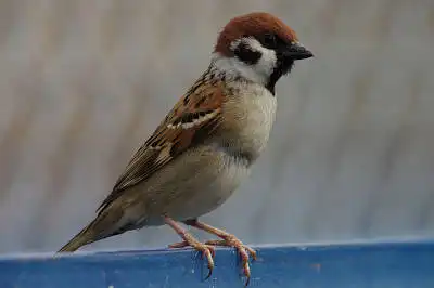 BORG89EDで撮影した写した野鳥・スズメの写真画像