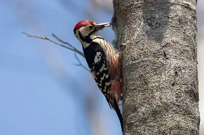 BORG89EDで撮影した写した野鳥・オオアカゲラの写真画像