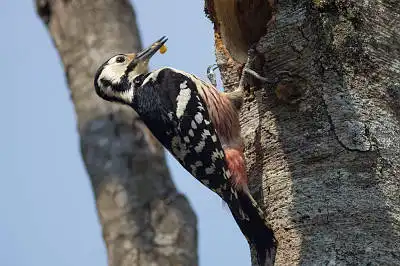 BORG89EDで撮影した写した野鳥・オオアカゲラの写真画像