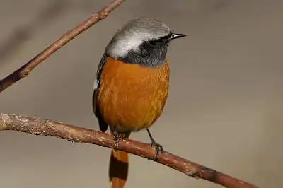 BORG89EDで撮影した写した野鳥・ジョウビタキの写真画像