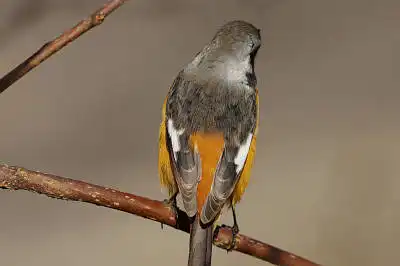 BORG89EDで撮影した写した野鳥・ジョウビタキの写真画像