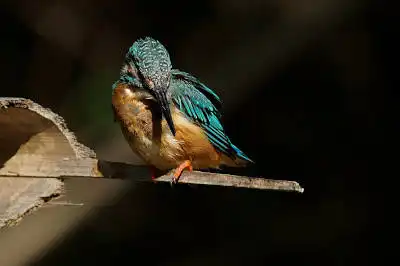 BORG89EDで撮影した写した野鳥・カワセミの写真画像