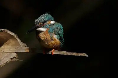 BORG89EDで撮影した写した野鳥・カワセミの写真画像