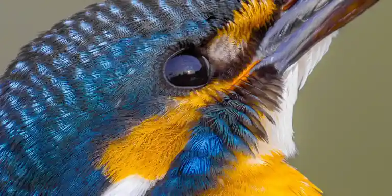 ENUOVE イノーヴェ ペンダントトップ 鳥