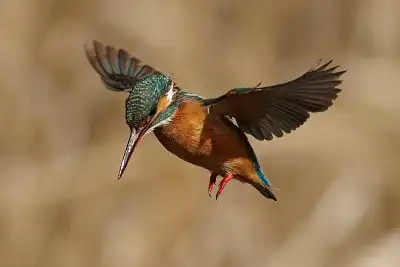 BORG89EDユーザー作品、BORG89EDで撮影した撮影した野鳥・カワセミの写真画像