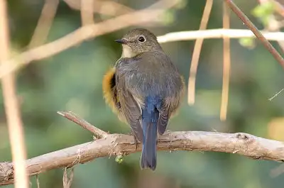 BORG89EDユーザー作品、BORG89EDで撮影した撮影した野鳥・ルリビタキの写真画像