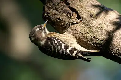 BORG89EDユーザー作品、BORG89EDで撮影した撮影した野鳥・コゲラの写真画像