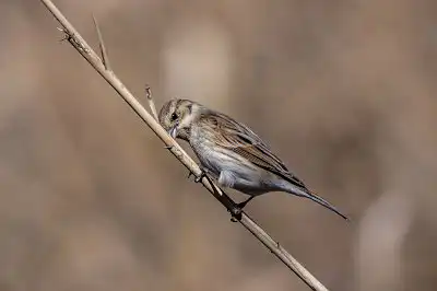 BORG89EDユーザー作品、BORG89EDで撮影した撮影した野鳥の写真画像