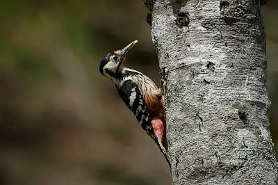 BORG90FLで撮影した野鳥・オオアカゲラの写真画像
