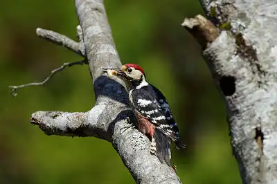 BORG90FLで撮影した野鳥・オオアカゲラの写真画像