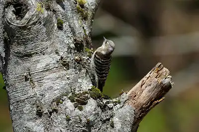 BORG90FLで撮影した野鳥・コゲラの写真画像