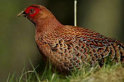 BORG90FLで撮影した野鳥・ヤマドリの写真画像