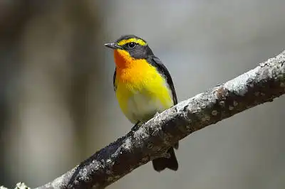 BORG90FLで撮影した野鳥・キビタキの写真画像