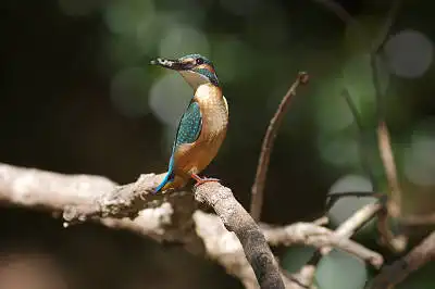 BORG90FLで撮影した野鳥・カワセミの写真画像
