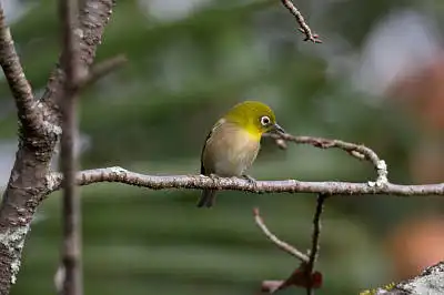 BORG90FLで撮影した野鳥・メジロの写真画像