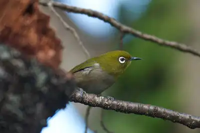 BORG90FLで撮影した野鳥・メジロの写真画像