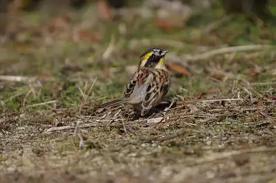 BORG90FLで撮影した野鳥・ミヤマホオジロの写真画像