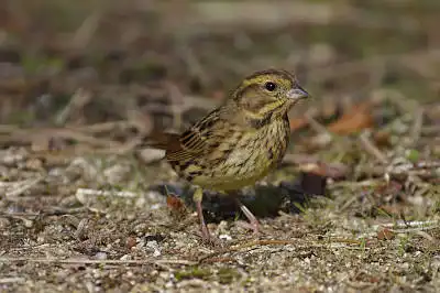 BORG90FLで撮影した野鳥・ミヤマホオジロの写真画像