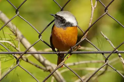 BORG90FLで撮影した野鳥・ジョウビタキの写真画像