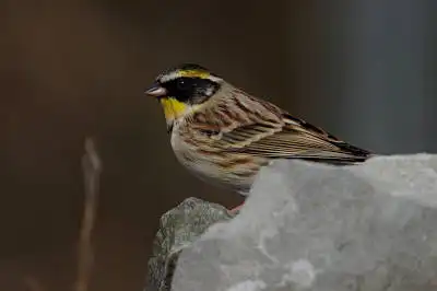 BORG90FLで撮影した野鳥・ミヤマホオジロの写真画像