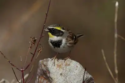 BORG90FLで撮影した野鳥・ミヤマホオジロの写真画像
