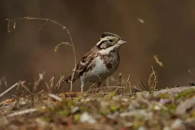 BORG90FLで撮影した野鳥・カシラダカの写真画像