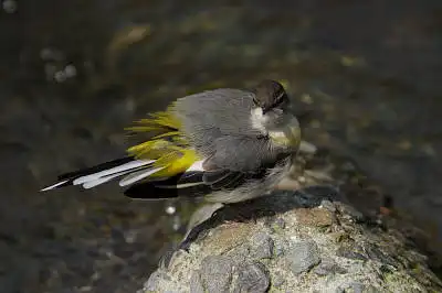 BORG90FLで撮影した野鳥・キセキレイの写真画像
