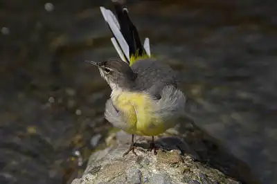 BORG90FLで撮影した野鳥・キセキレイの写真画像