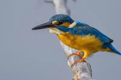 BORG90FLで撮影した野鳥・カワセミの写真画像