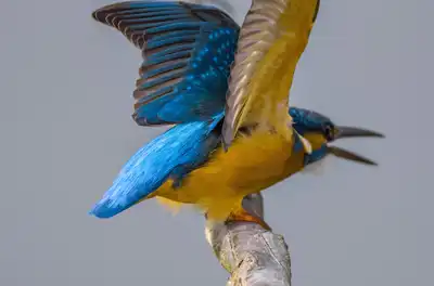 BORG90FLで撮影した野鳥・カワセミの写真画像