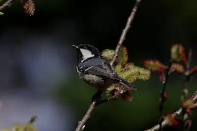 AFボーグ BORG90FLで撮影した野鳥・ヒガラの写真画像