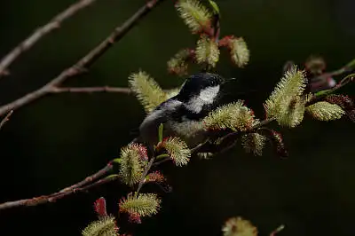 AFボーグ BORG90FLで撮影した野鳥・ヒガラの写真画像