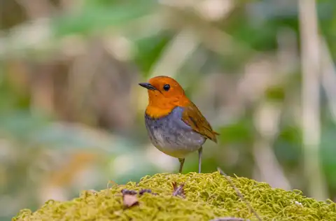 BORG90FLで撮影した野鳥・コマドリの写真画像