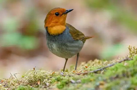 BORG90FLで撮影した野鳥・コマドリの写真画像