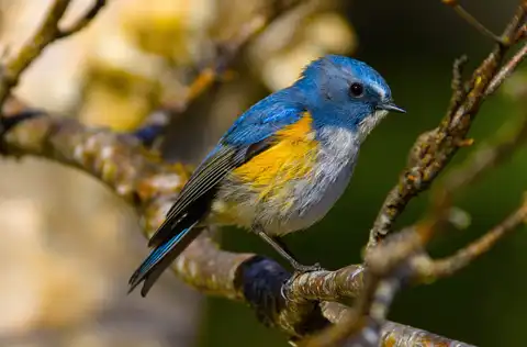 AFボーグ BORG90FLで撮影した野鳥・ルリビタキの写真画像