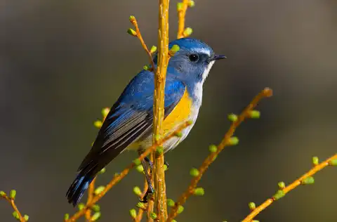 AFボーグ BORG90FLで撮影した野鳥・ルリビタキの写真画像