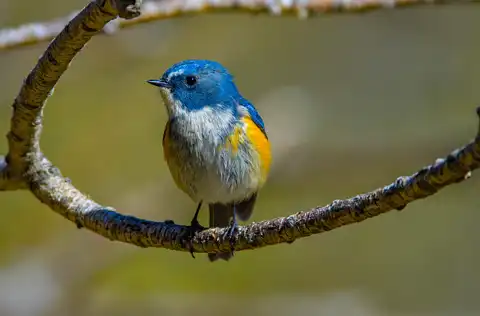 AFボーグ BORG90FLで撮影した野鳥・ルリビタキの写真画像