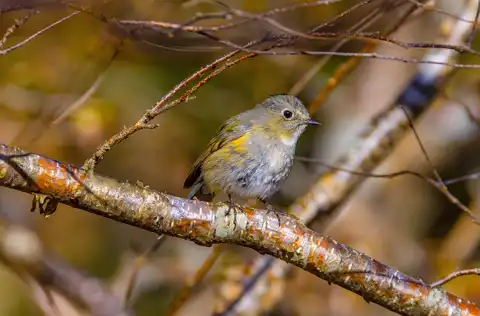 AFボーグ BORG90FLで撮影した野鳥・ルリビタキの写真画像