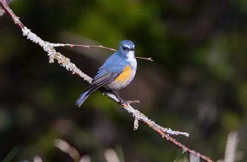 AFボーグ BORG90FLで撮影した野鳥・ルリビタキの写真画像