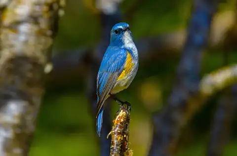 AFボーグ BORG90FLで撮影した野鳥・ルリビタキの写真画像