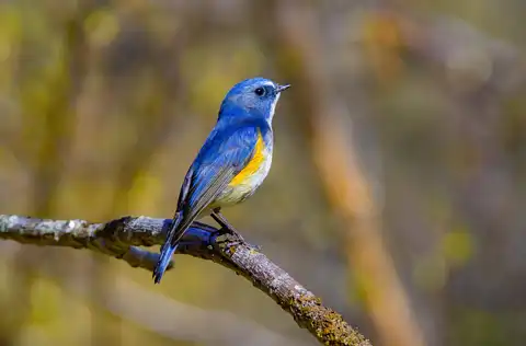 AFボーグ BORG90FLで撮影した野鳥・ルリビタキの写真画像
