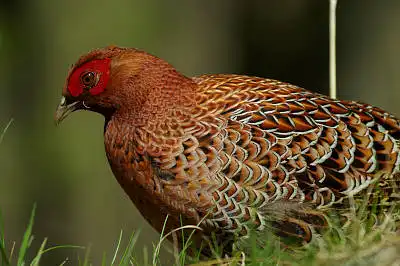 BORG90FLで撮影した野鳥・ヤマドリの写真画像。