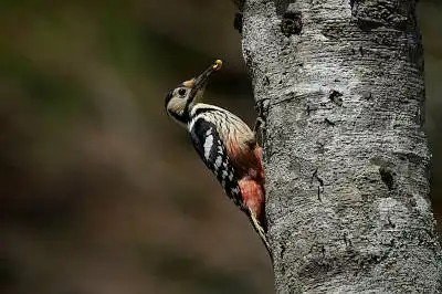 BORG90FLで撮影した野鳥・オオアカゲラの写真画像。