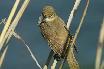 BORG90FLで撮影した野鳥・オオヨシキリの写真画像。