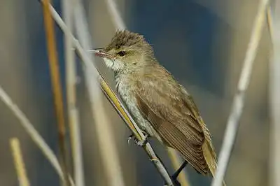 BORG90FLで撮影した野鳥・オオヨシキリの写真画像。