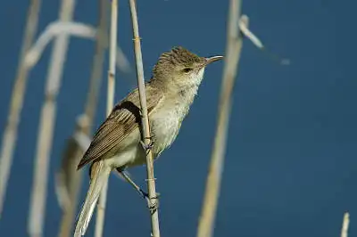 BORG90FLで撮影した野鳥・オオヨシキリの写真画像。
