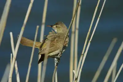 BORG90FLで撮影した野鳥・オオヨシキリの写真画像。