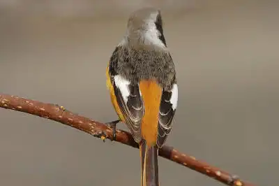 BORG90FLで撮影した野鳥・ジョウビタキの写真画像。