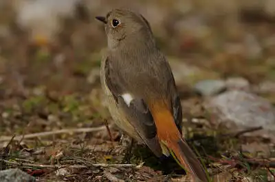 BORG90FLで撮影した野鳥・ジョウビタキの写真画像。